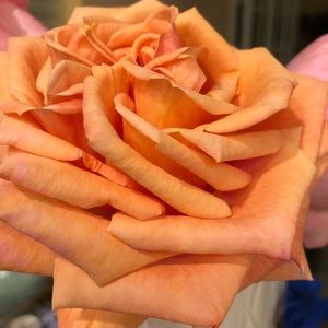 Meet your Posher, Marta